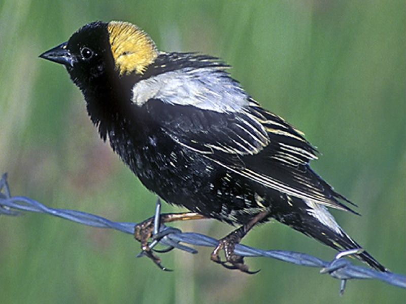 Bobolink sitting on a barbed wire