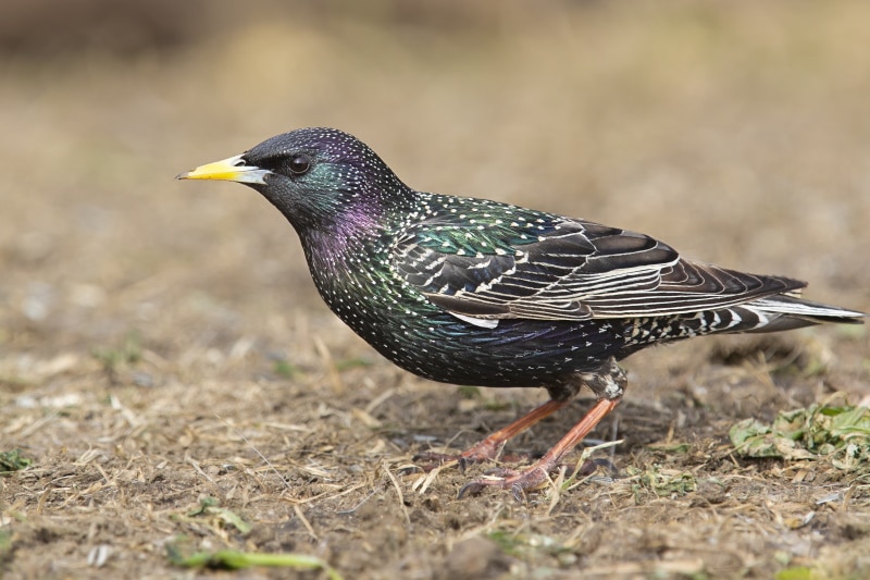 European starling on the ground