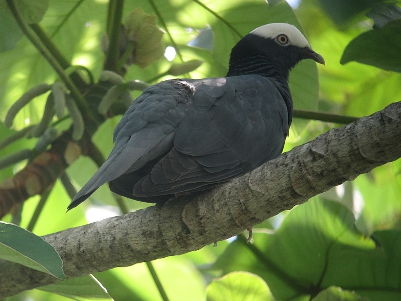 Patagioenas leucocephala Paloma Coroniblanca White-crowned Pigeon