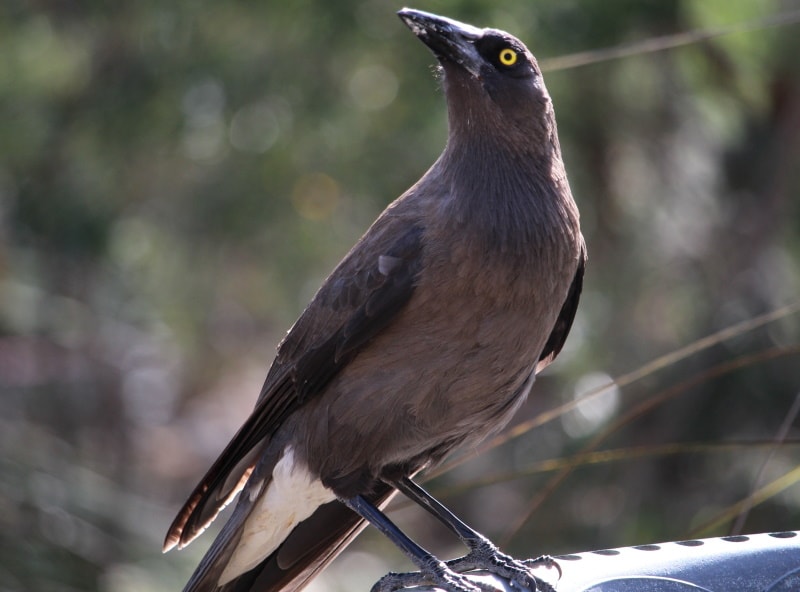 Rusty blackbird perched on a metal barrier