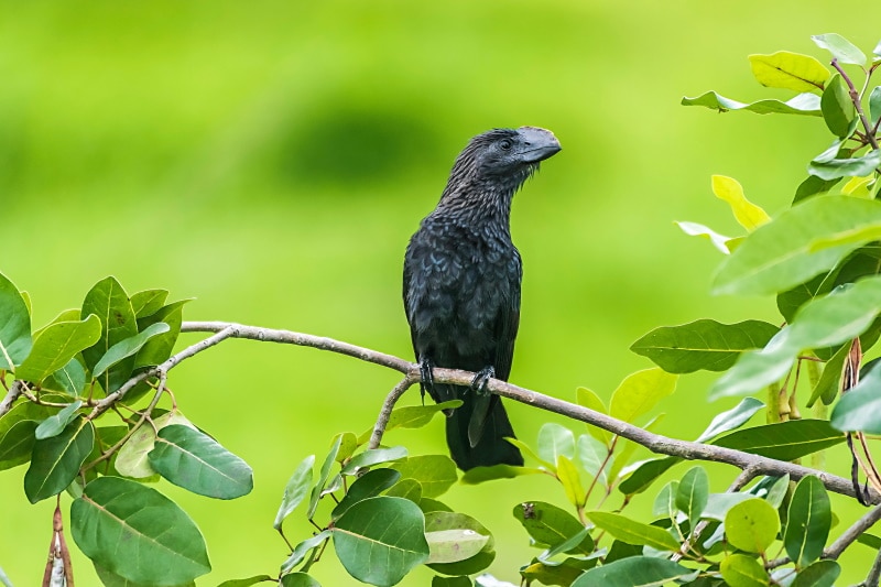 Smooth-billed Ani on a tree branch