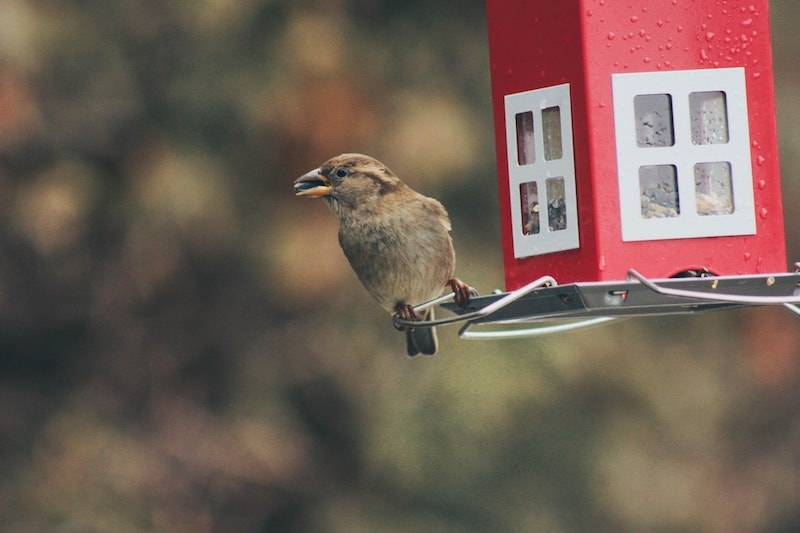 brown bird eating seeds on red bird house