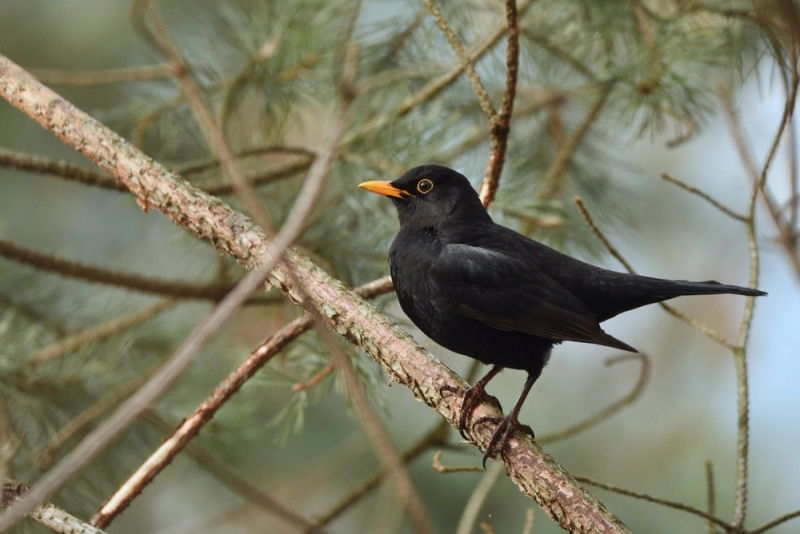 common male blackbird