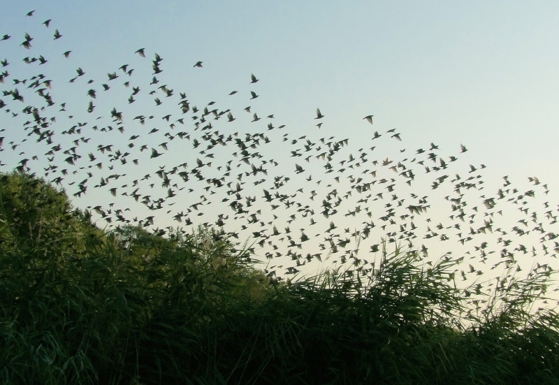 flock of starling birds flying