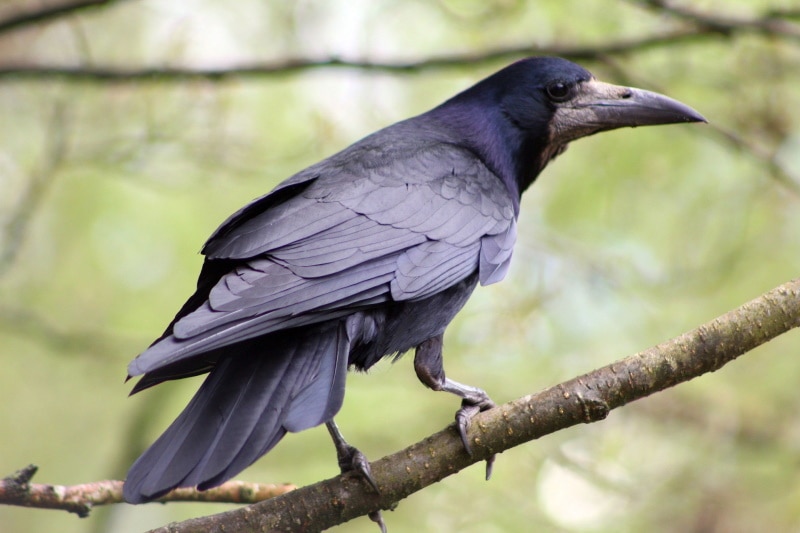 6 Types Of Black Birds In The UK With Pictures Optics Mag 6 Types Of Black Birds In The UK With Pictures Optics Mag