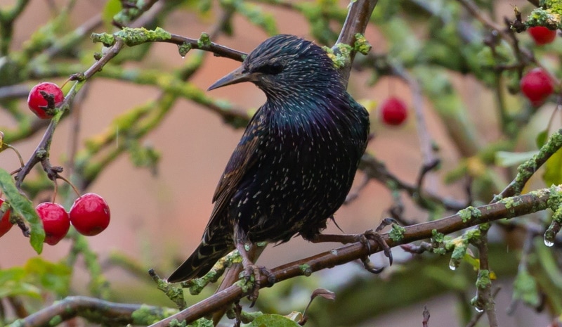 starling bird perching