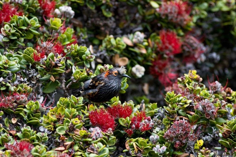 Akohekohe palmeria dolei haleakala national park