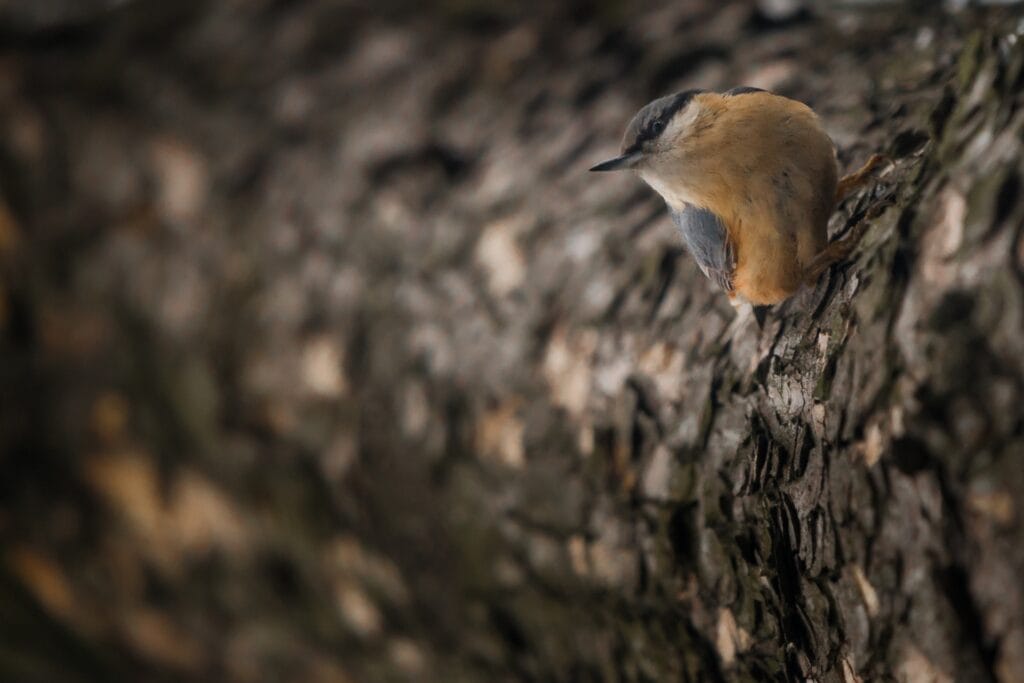 Algerian nuthatch