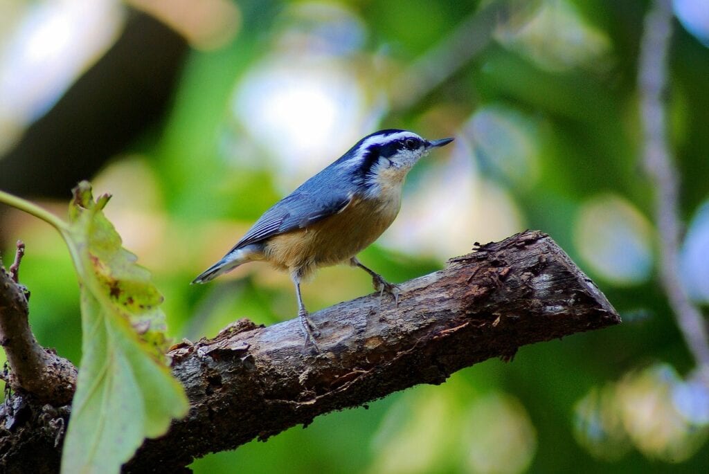 Algerian nuthatch