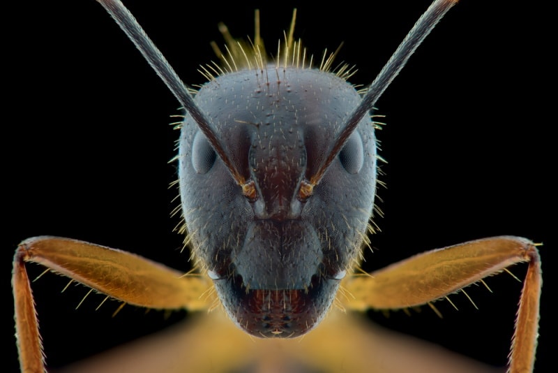 Ant under a microscope