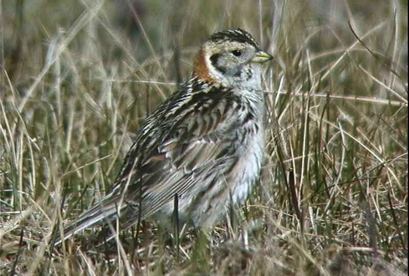 Bell's sparrow sitting in the field