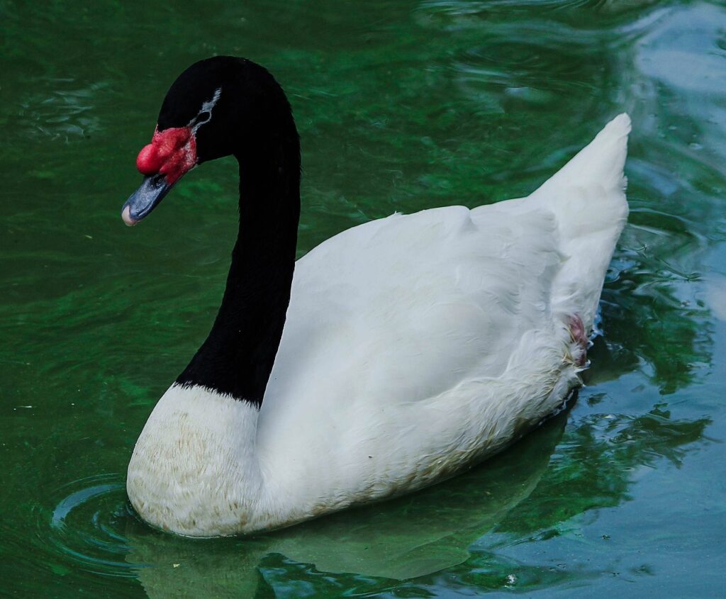Black Necked Swan