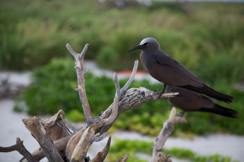 Black Noddy sitting on a dead tree branch