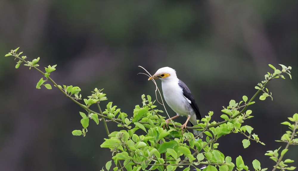 Black-Winged Starling bird on a tiny branch