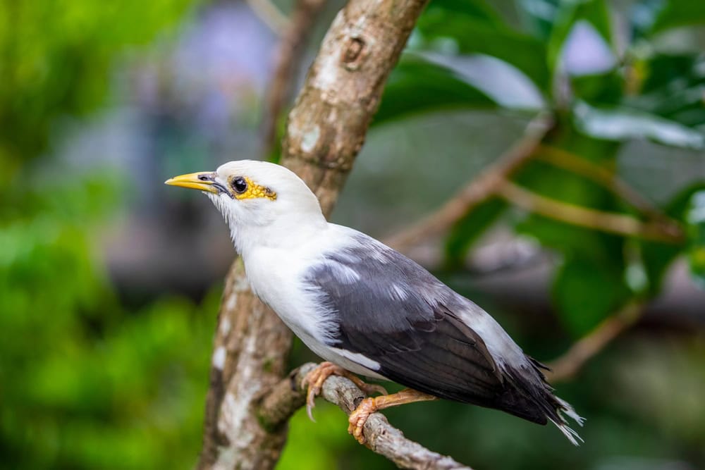 Black-Winged Starling bird perching on a branch