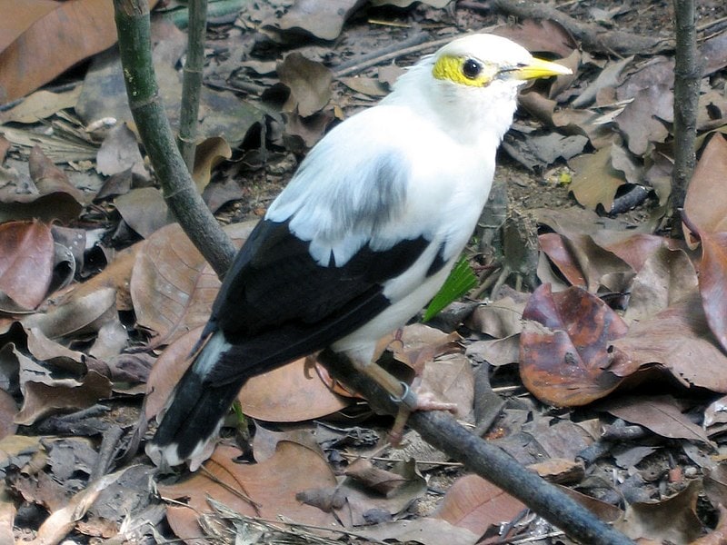 Black winged Starling