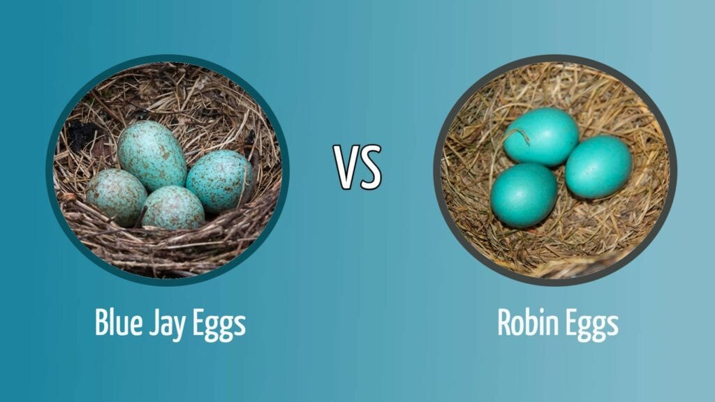 Blue Jay Eggs vs. Robin Eggs Featured Image