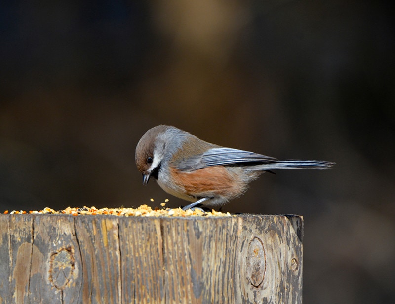 Boreal Chickadee Eating