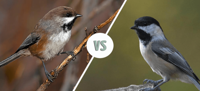 Boreal vs Black-Capped Chickadee: How to Tell the Difference - Optics Mag