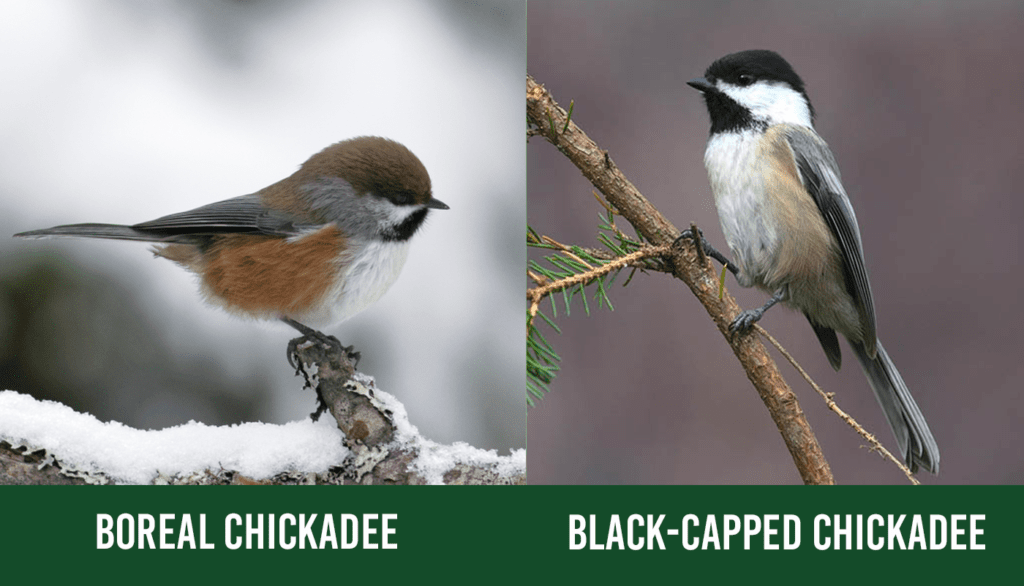 Boreal Chickadee vs. Black-Capped Chickadee
