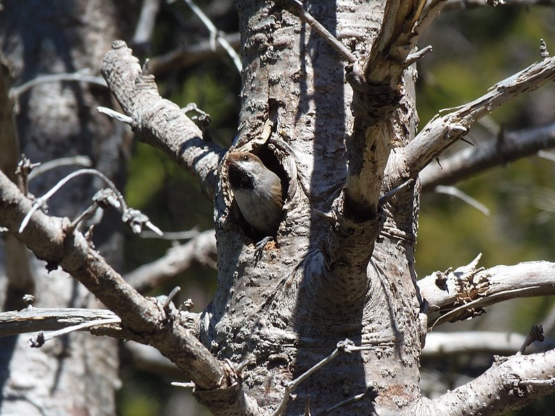 Boreal chickadee nest hole