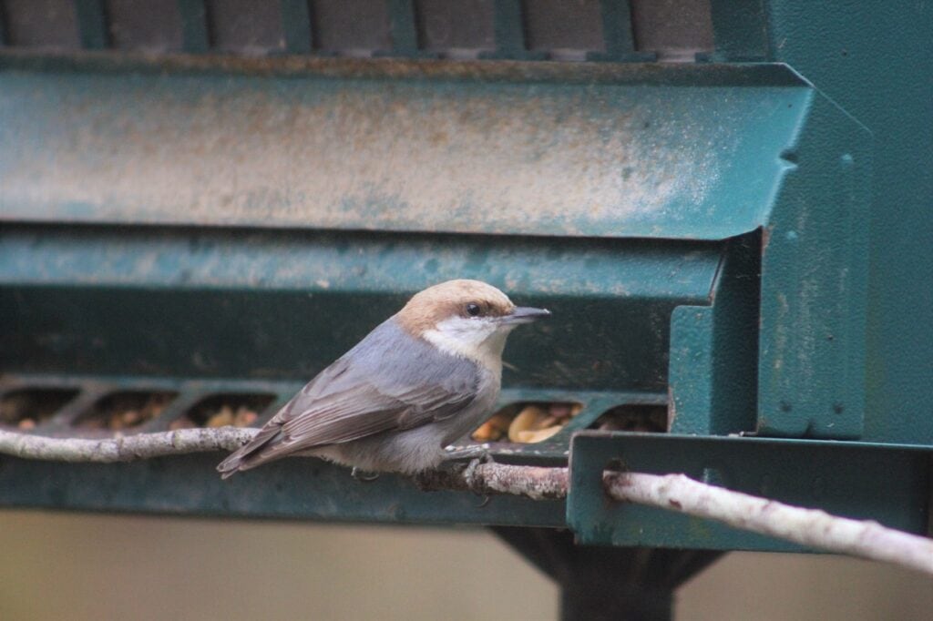 Brown Headed Nuthatch