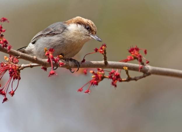 Brown Headed Nuthatch