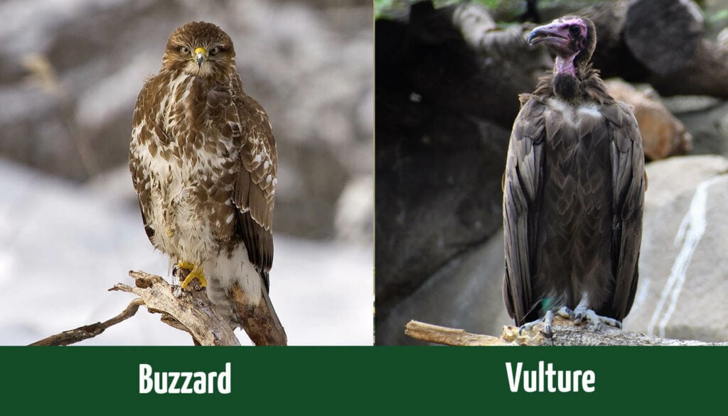 Buzzard vs Vulture side by side