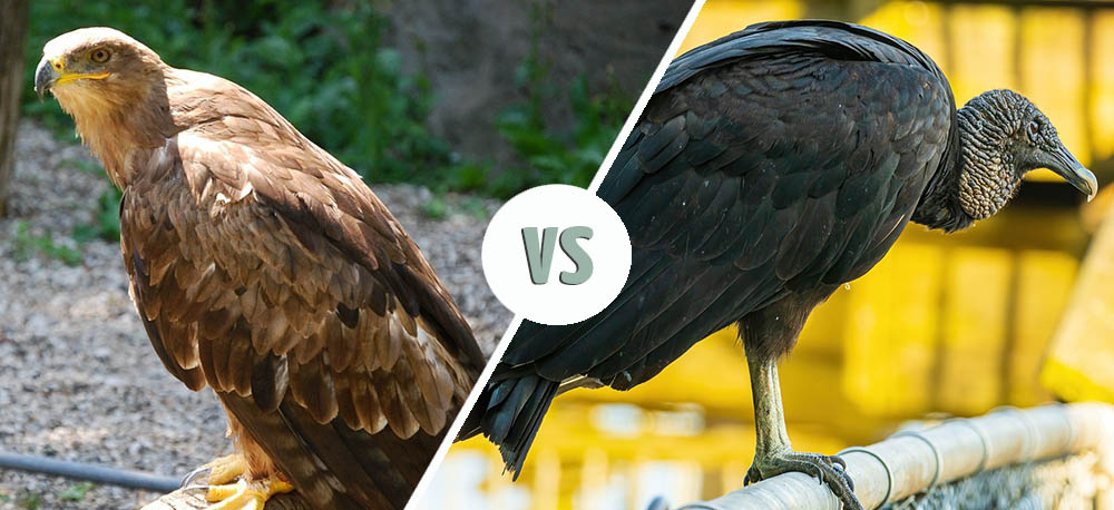 Buzzard vs Vulture
