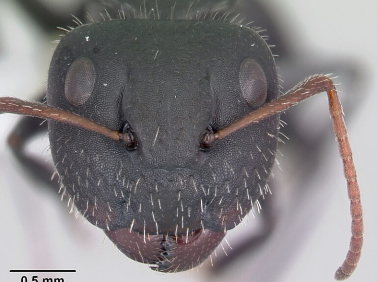 What Does an Ant Look Like Under a Microscope? (Pictures Included ...