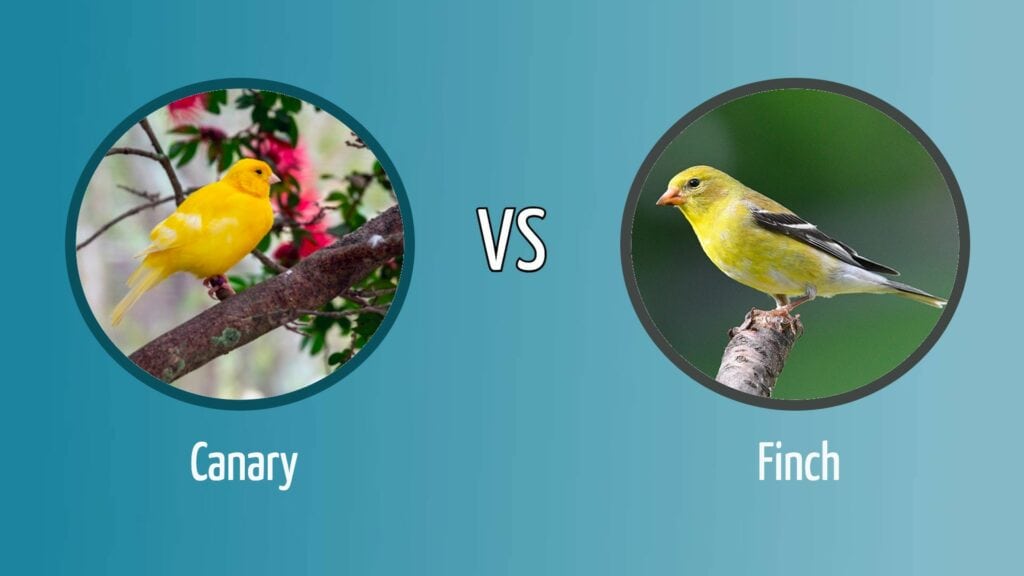 Canary vs Finch