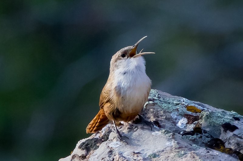 Canyon Wren