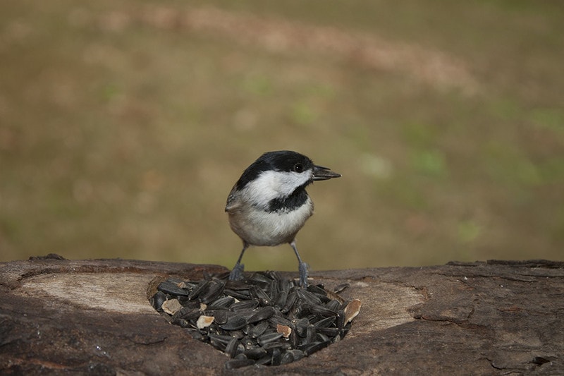 Carolina Chickadees