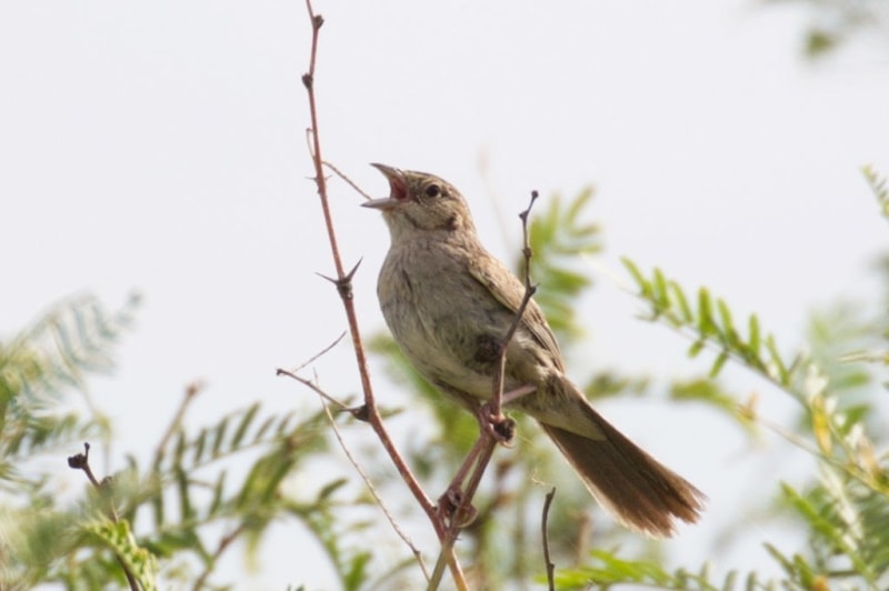 Cassin's Sparrow Stateline Rd AZ
