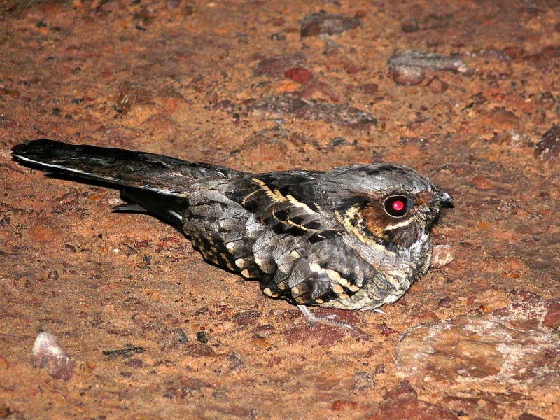 Common Pauraque (Nyctidromus albicollis)