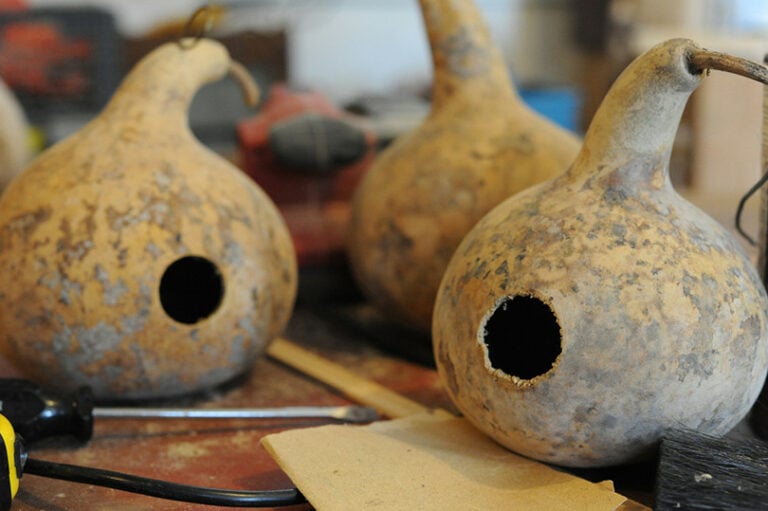 How to Dry Gourds for Birdhouses in 13 Easy Steps (With Pictures