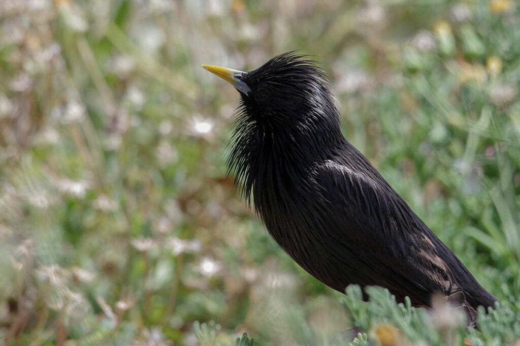 Étourneau unicolore (Spotless Starling) Sturnus unicolor