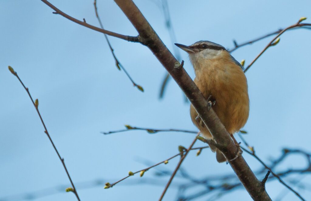 Eurasian Nuthatch