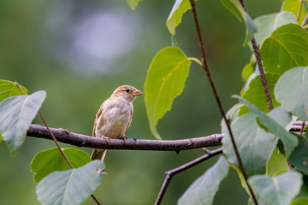 Field Sparrow