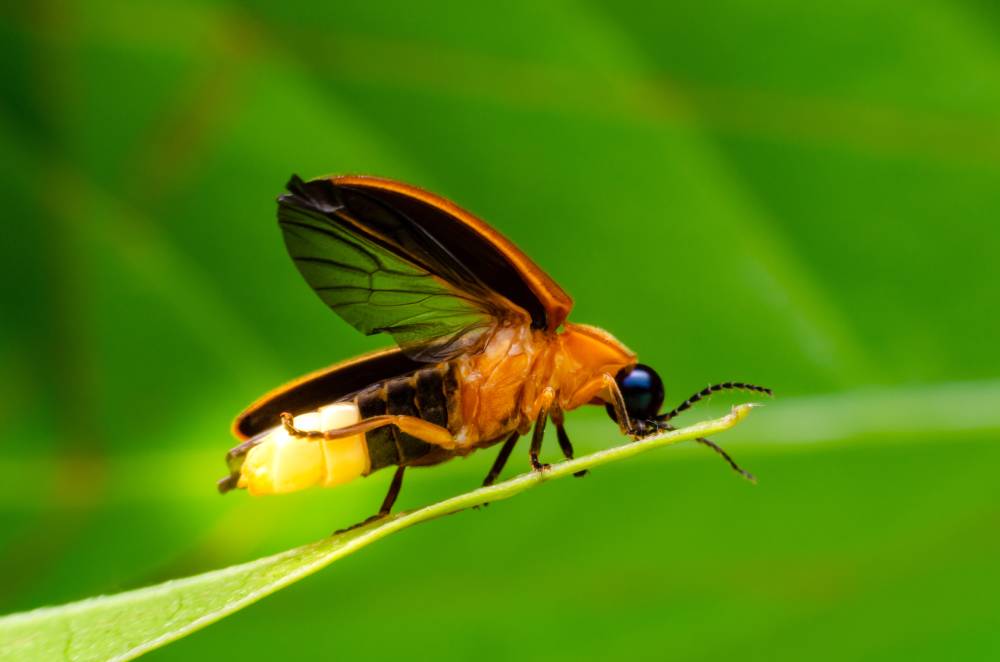 Firefly