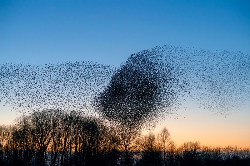 Flocks of Starling Murmurations