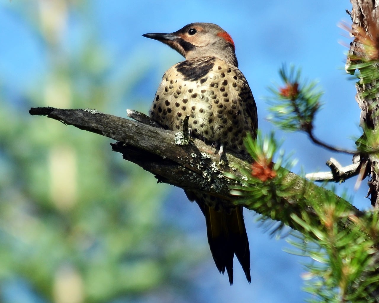 Gilded Flicker Vs. Northern Flicker How Are They Different? Optics Mag