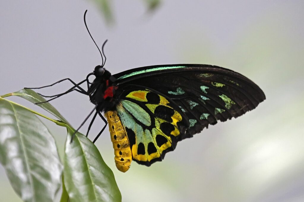 Golden Birdwing Butterfly