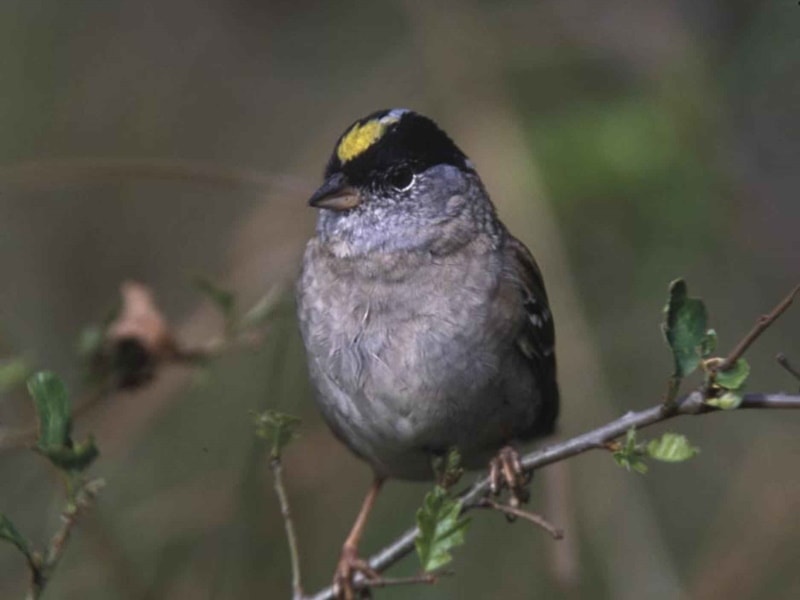 Golden-crowned Sparrow on a branch