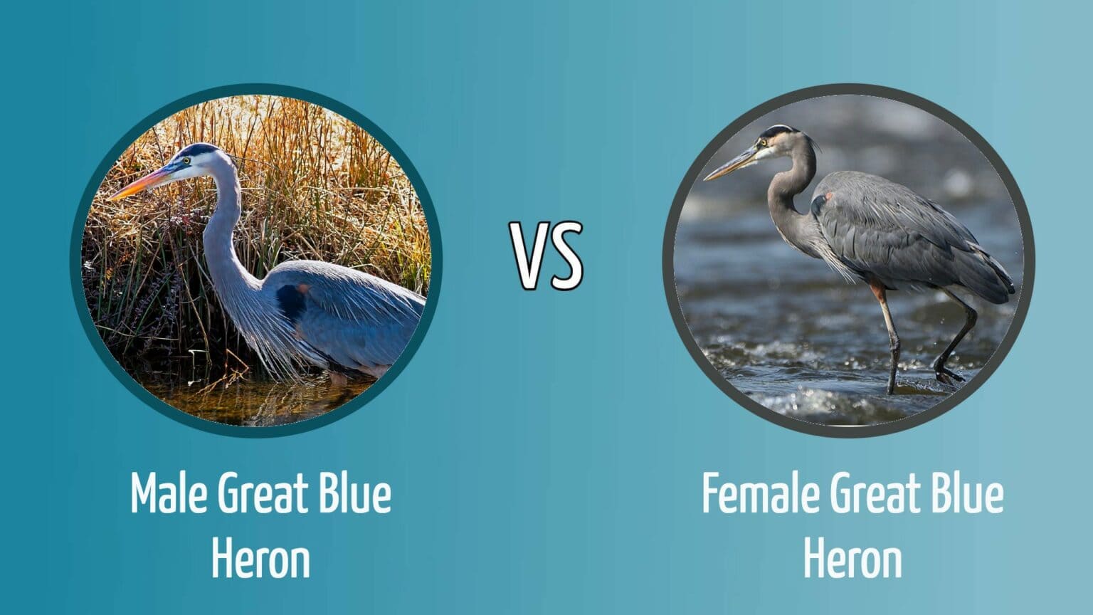 Great Blue Heron Male vs. Female How to Tell the Difference Optics Mag