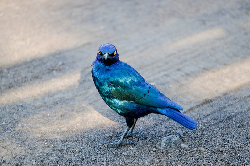 Greater Blue-Eared Starling Looking