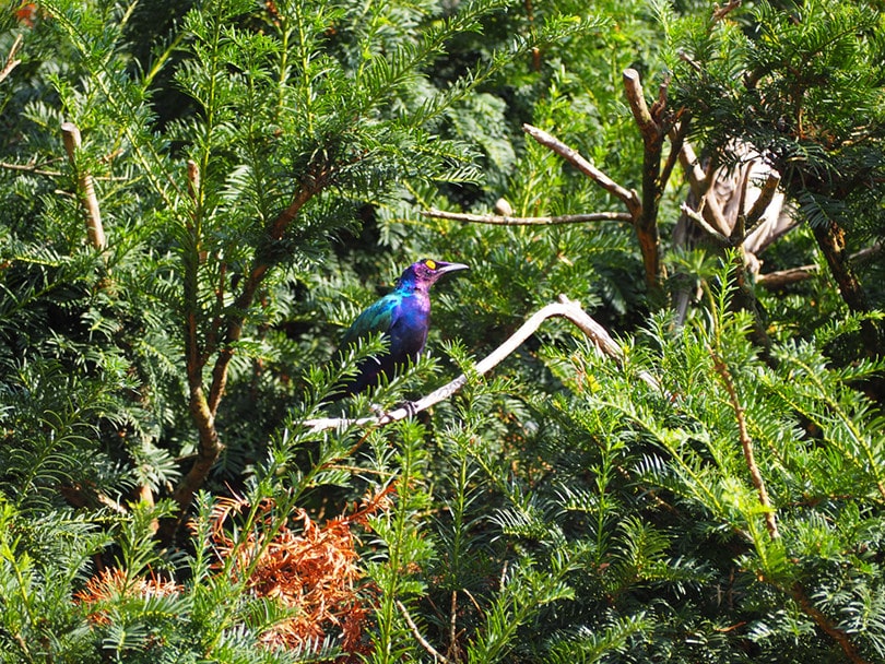 Greater blue-eared starling on a tree