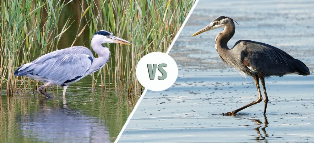 Grey Heron vs Great Blue Heron