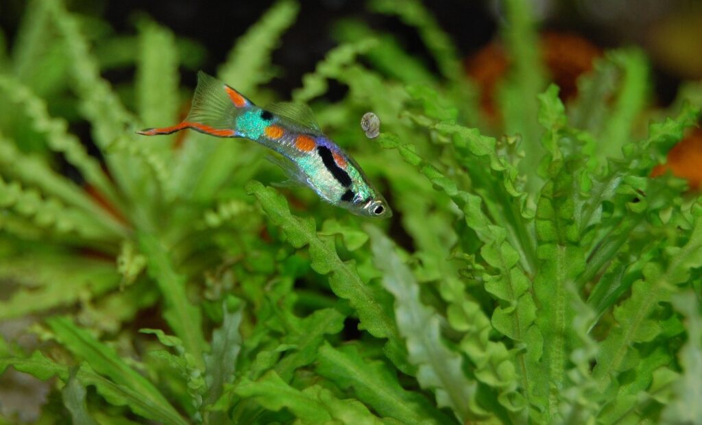 Guppy