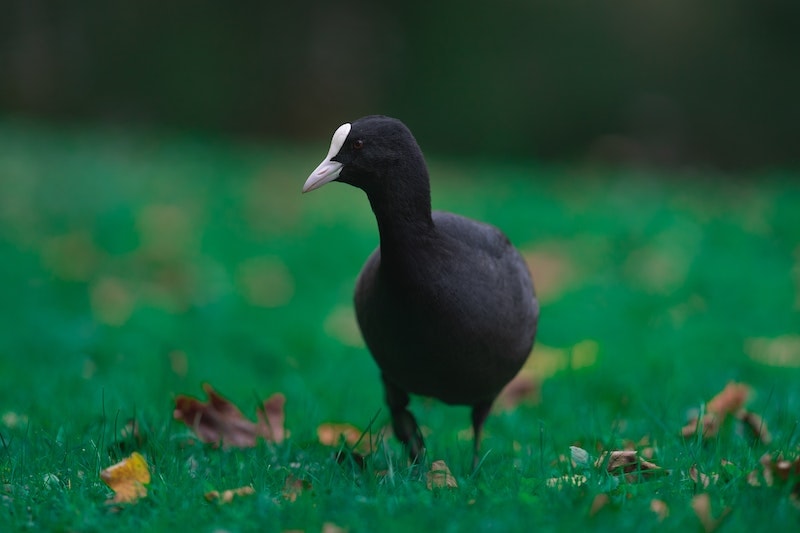 Hawaiian Coot standing in the grass